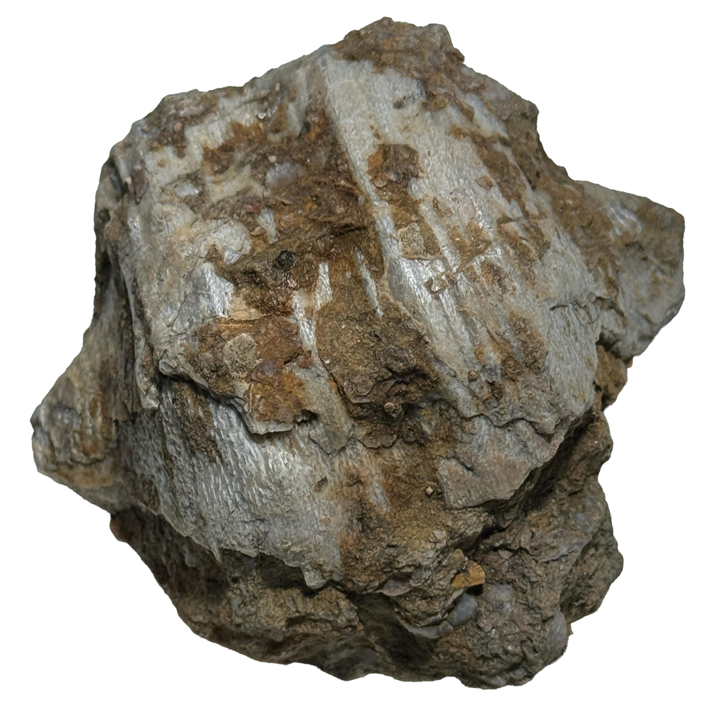 Brachiopod Fossil from Pakistan Salt range
